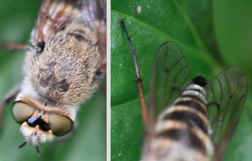 Thereva sp.